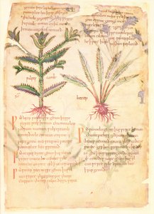 Illustrazioni del Wulfes Camb e Henep, da 
