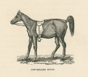 Cavallo dal ventre di mucca (incisione) da English School