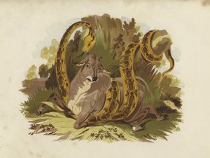 Mucca stretta da un serpente