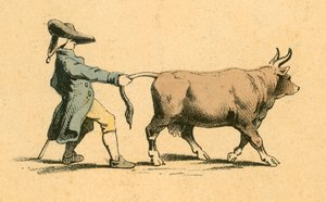Mucca che tira un uomo