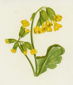 Primula veris, Primula Veris
