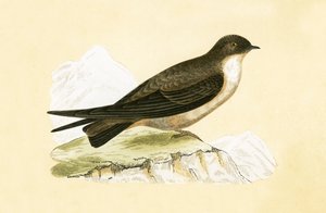 Rondine delle scogliere, illustrazione da 