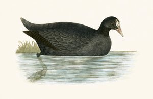 Folaga crestata, illustrazione da 