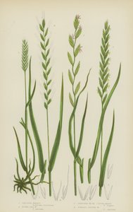 Grano crestato, grano marino, grano strisciante o grano di divano, grano a radici fibrose da English School