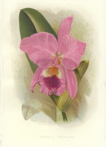 Cattleya cremisi da English School