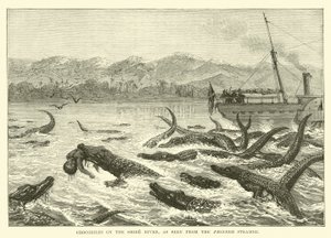 Coccodrilli sul fiume Shire, visti dal piroscafo Pioneer