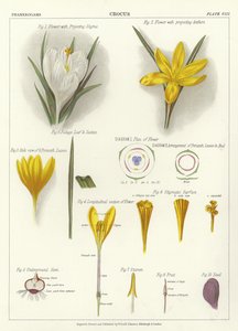 Crocus