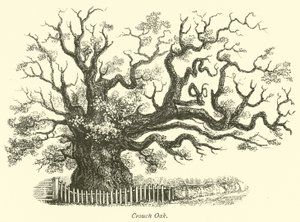 Quercia di Crouch da English School