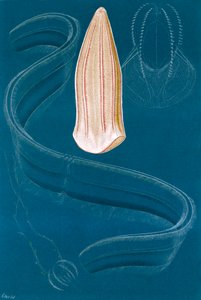 Ctenofori