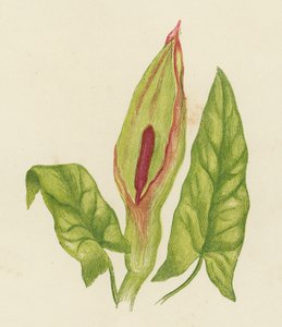Arum Maculatum da English School