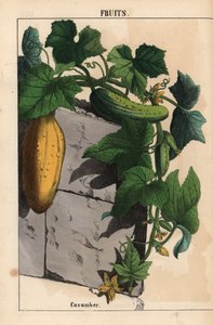 Pianta di cetriolo con frutti di cetriolo gialli immaturi e verdi maturi Cucumis sativus, da 