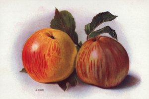 Mele culinarie (litografia a colori)