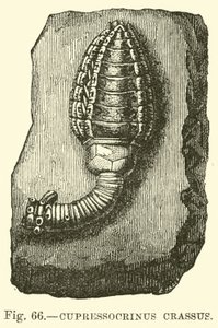 Cupressocrinus crassus da English School
