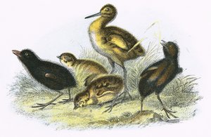 Chiurlo, Rallo di terra, Pernice e Gallinella d