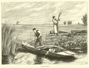 Taglio delle canne