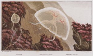Cydippe, Medusa comune, forme larvali