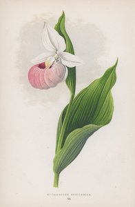 Cypripedium Spectabile (litografia a colori)