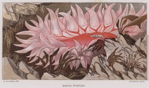 Dahlia Wartlet da English School