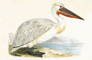 Pellicano dalmata, illustrazione da 