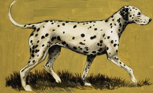 Cane dalmata