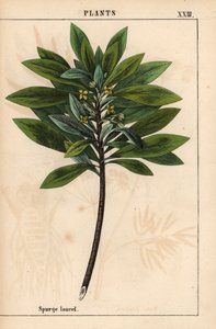 Daphne laureola o alloro spinoso, da 