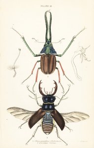 Scarabeo di Darwin, scarabeo cervo di Grant o scarabeo cervo cileno, Chiasognathus grantii 1, e scarabeo cervo europeo, Lucanus cervus 2