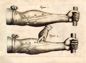 De Motu Cordi, set Sanguinis in Animalibus