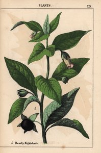 Belladonna, da 