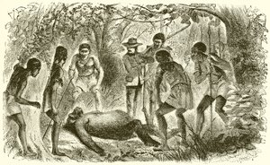 Morte del primo gorilla di Du Chaillu da English School