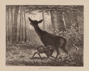 Cervo e cerbiatto (incisione)