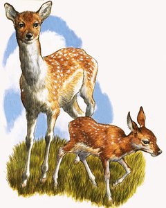Cervo e puledro