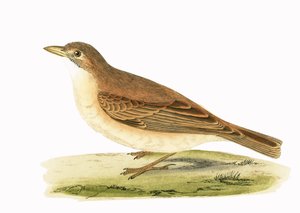 Allodola del deserto, illustrazione da 