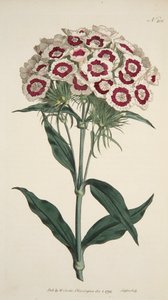 Dianthus Barbatus Bearded Pink, pub. 1792 incisione colorata a mano da English School