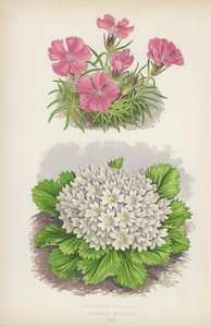 Dianthus Glacialis; Primula Nivalis (litografia a colori) da English School