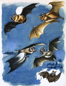 Diverse specie di pipistrelli