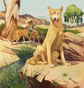 Dingo da English School