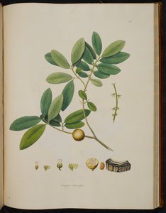 Diospyros melanoxylon, da 