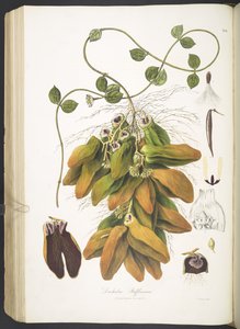 Dischidia Rafflesiana, tavola 142 da 