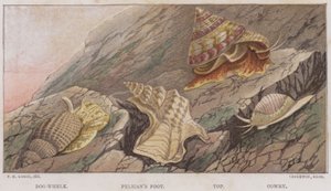 Dog-Whelk, Piede di pellicano, Top, Cowry (litografia a colori)
