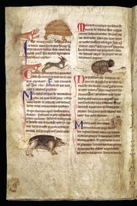 Cane che insegue un istrice, volpe che insegue un coniglio, gatto che insegue un topo ecc., Bestiario inglese, inizio XIII secolo (pergamena)