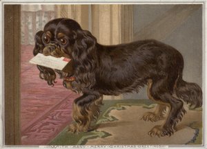 Cane che porta una lettera in bocca