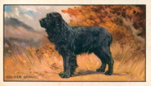 Cani: Cocker Spaniel (litografia a colori)
