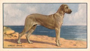 Cani: Alano (litografia a colori)