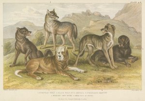Cani e lupi (incisione a colori) da English School