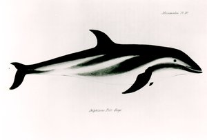Delfino, illustrazione da 
