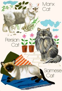 Gatti domestici da English School