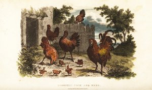Gallo e gallina domestici con pulcini in un cortile da English School