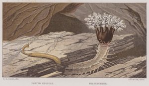 Siponcle punteggiato, cetriolo di mare