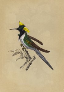 Colibrì a Doppia Cresta
