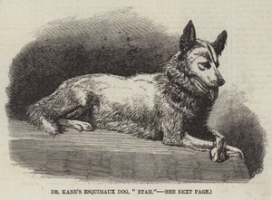Il cane eschimese del dottor Kane, "Etah" da English School